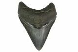 Fossil Megalodon Tooth - South Carolina #130799-1